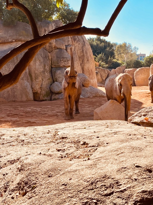 Lugar Bioparc Valencia