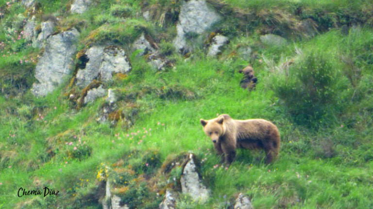 Fashion Observación de de osos y lobos