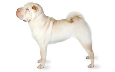 Social Shar Pei