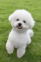 Social Bichon frisé