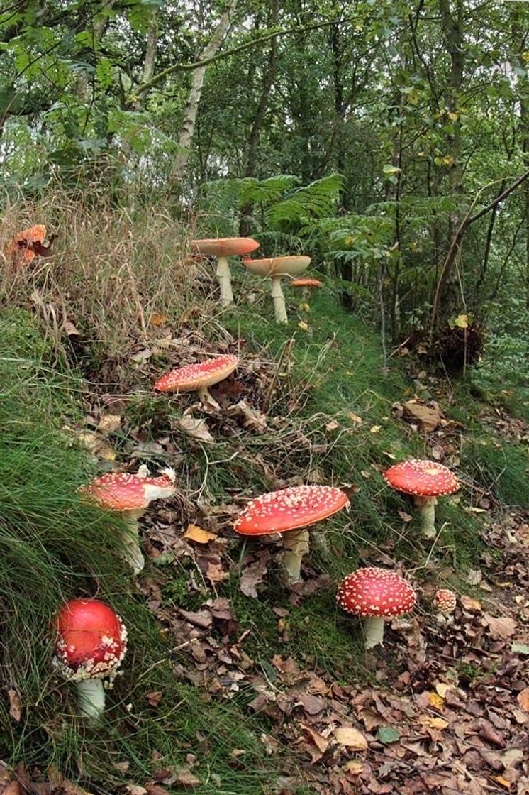 Mushroom