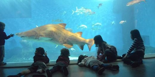 Acuario Sevilla