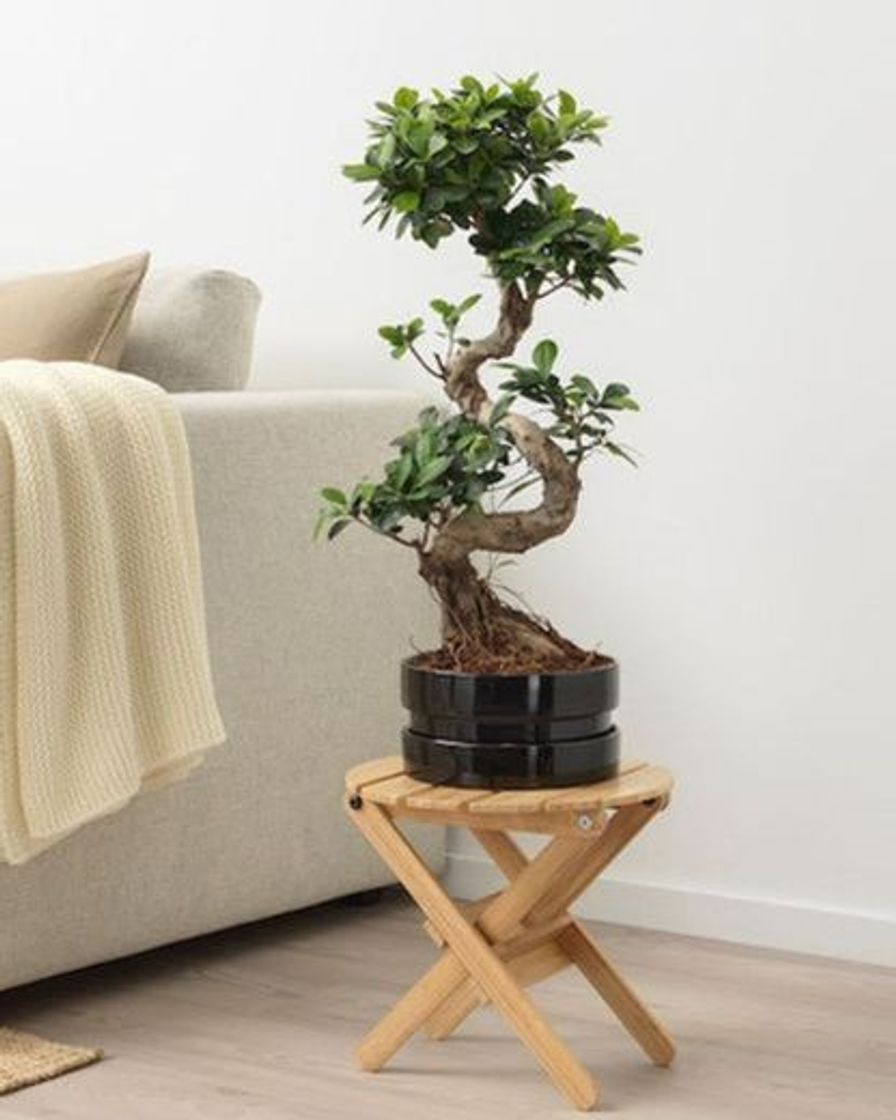 Social Bonsai em vaso IKEA 