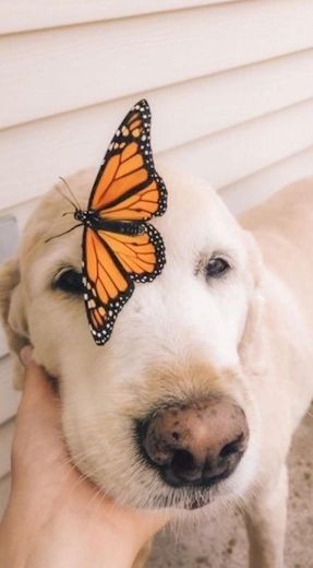 Cachorro e Borboleta