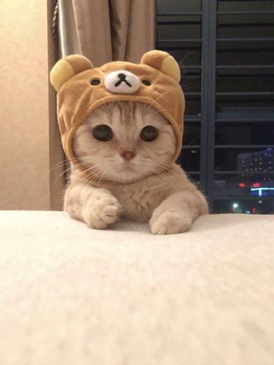 Gatito disfrazado
