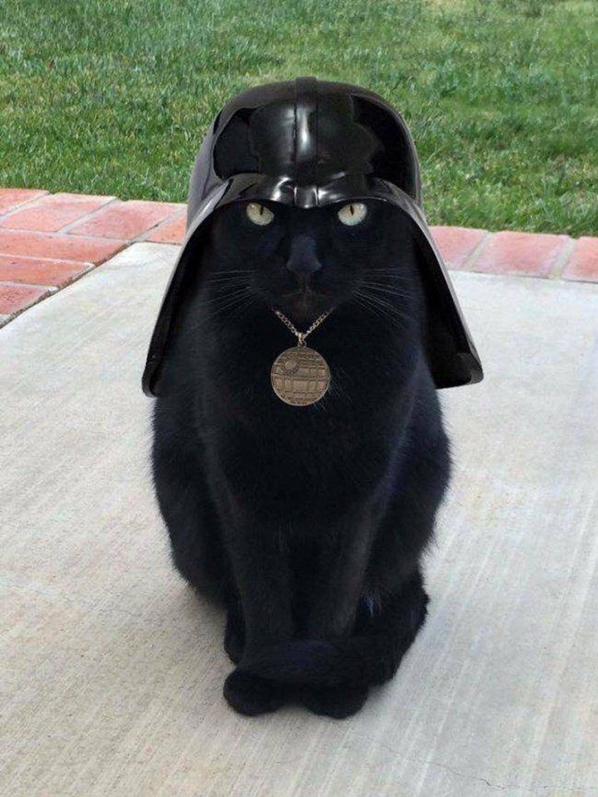 Moda Gato Darth Vader