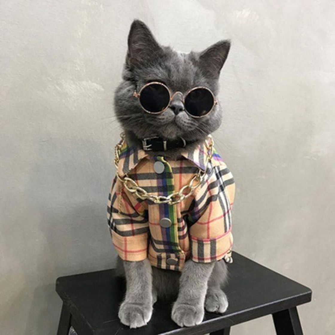 Fashion Gato a la moda 