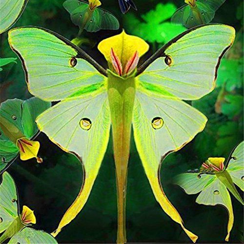 Kisshes Seeds- 100 Pcs Phalaenopsis Semillas de orquídeas Bonsai Semillas de Flores