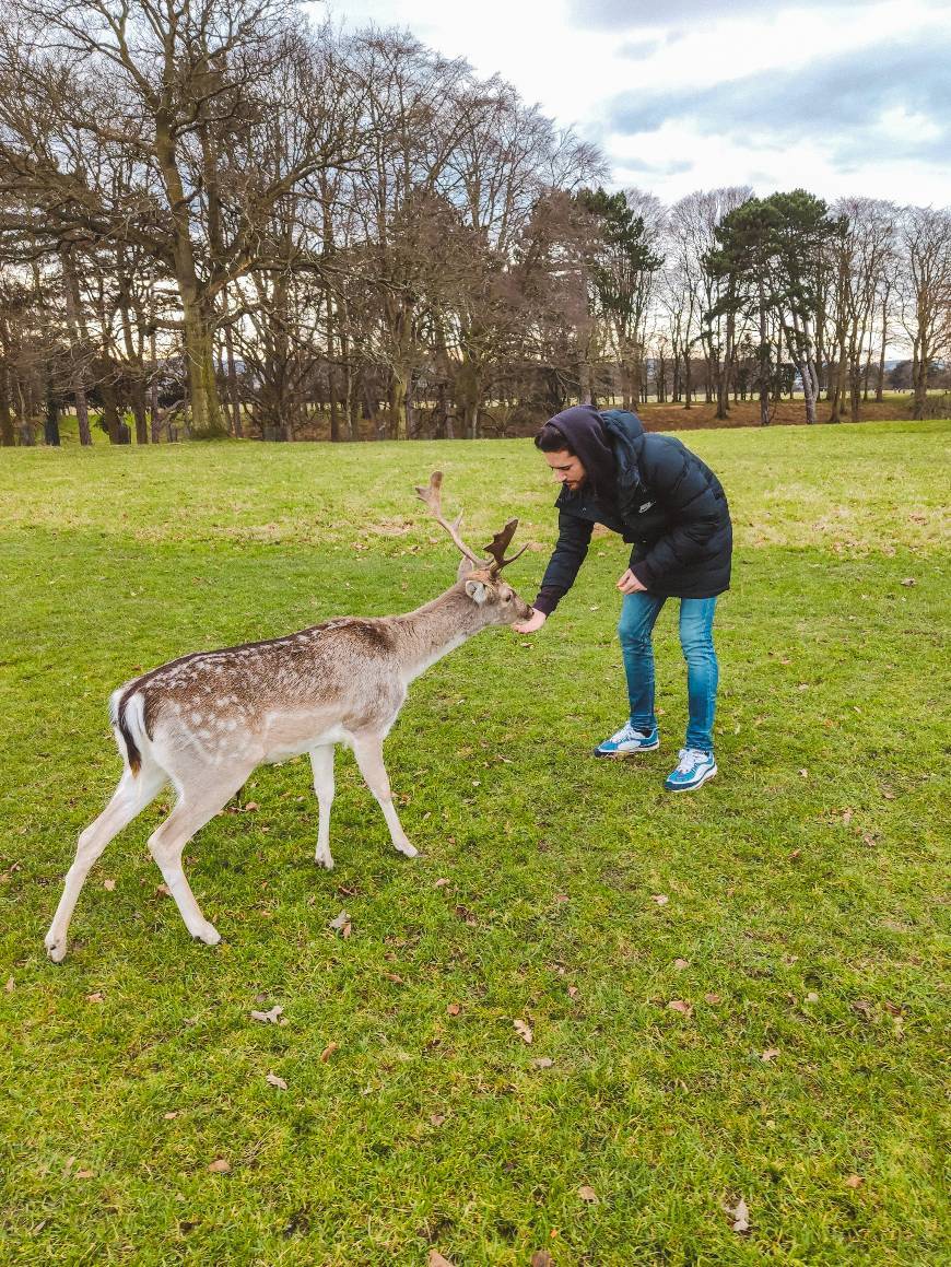 Lugar Phoenix Park