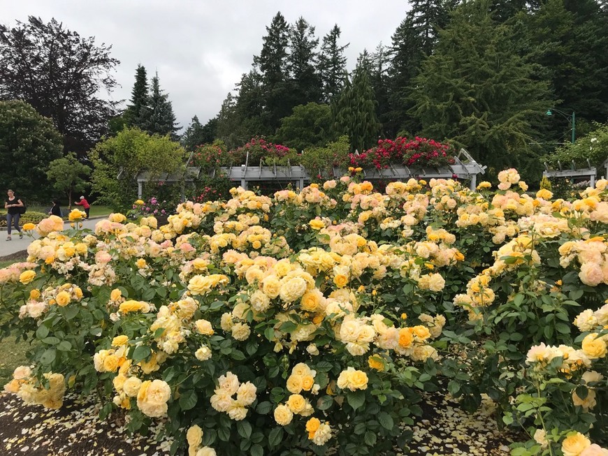 Lugar Rose Garden