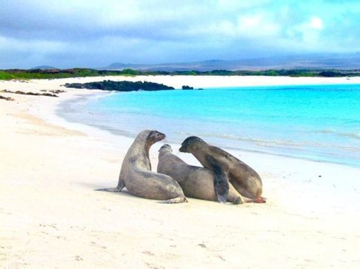 Galápagos Tortuga Bay