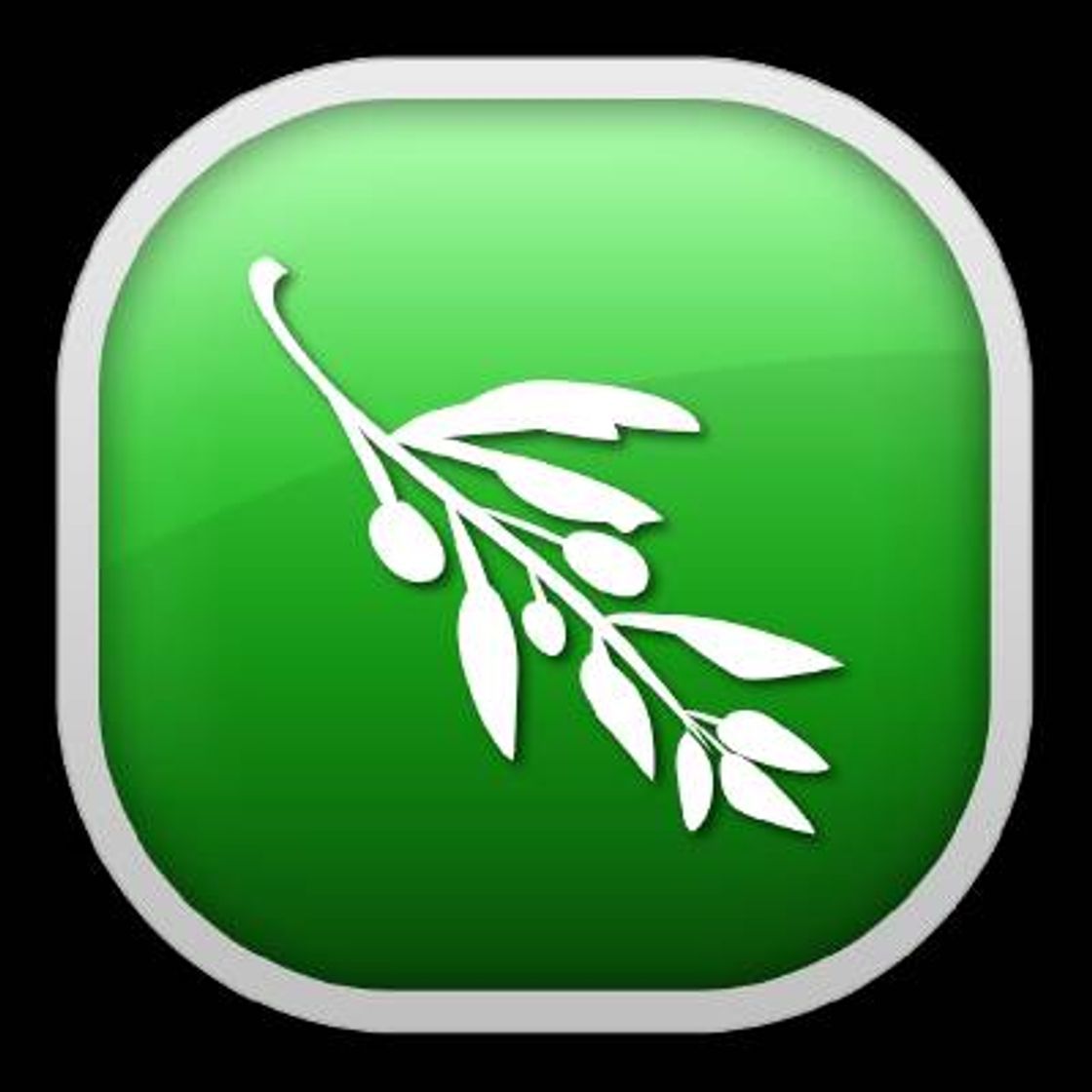 Fashion Olive video editor