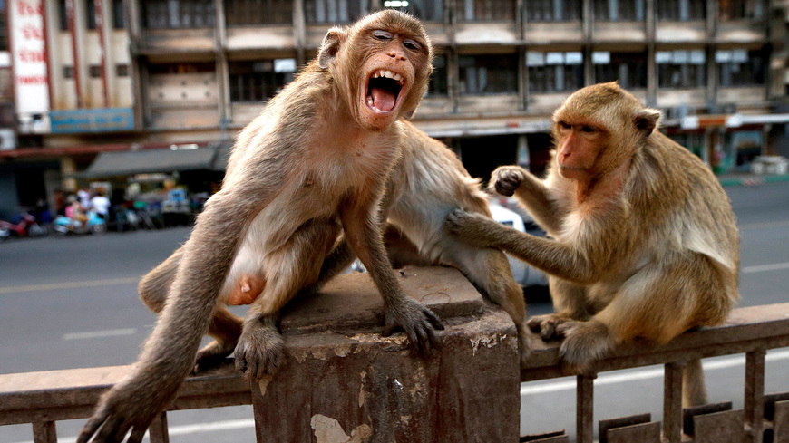 Social Los animales toman las ciudades vacías de personas durante la ...