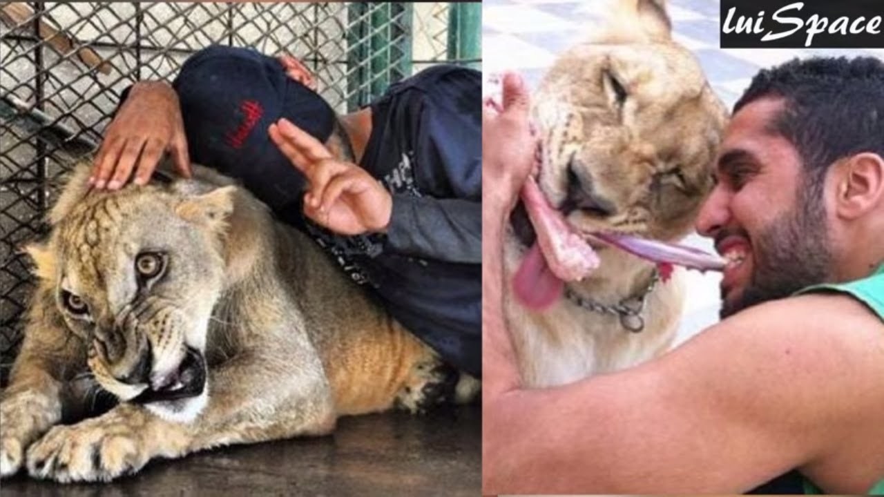 Social 9 Animales Salvajes a los Que les Gustan los Humanos - YouTube