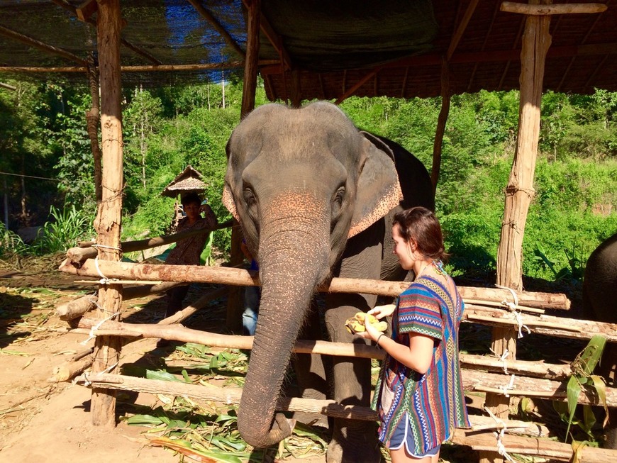 Place Mae Wang Elephant Camp