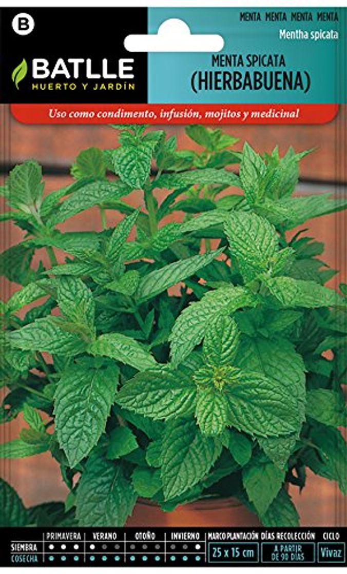 Product Semillas Aromáticas - Menta Spicata