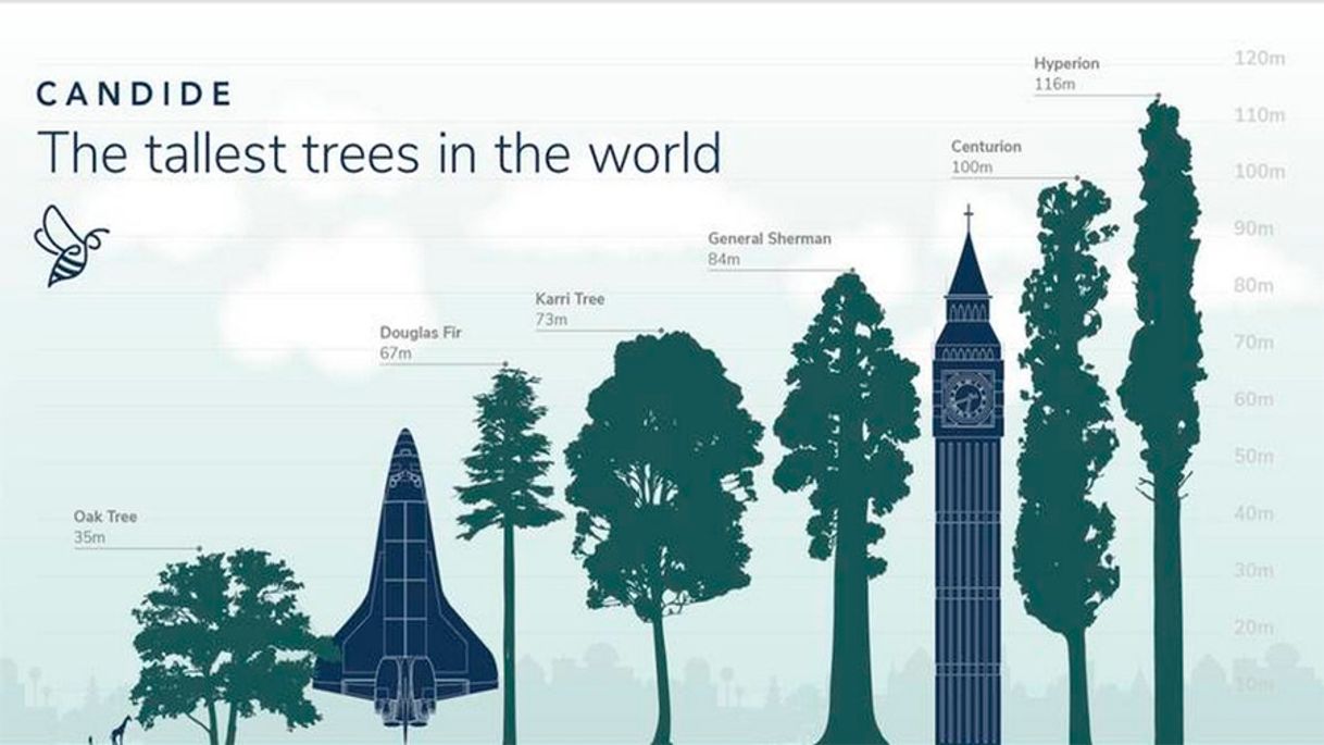 Hyperion, el árbol más alto del mundo cuya localización es un secreto