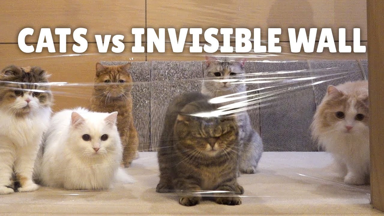 Fashion Cats vs Invisible Wall - YouTube