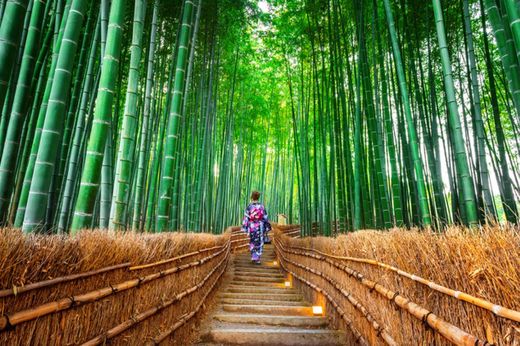 Floresta de Bambu Japão 