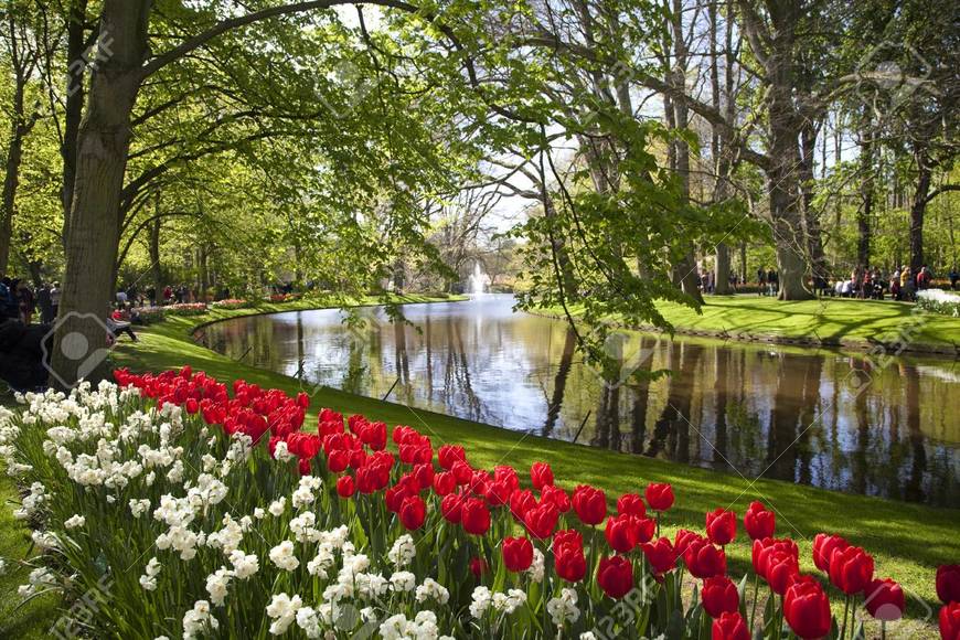 Lugar Parque Tulipanes