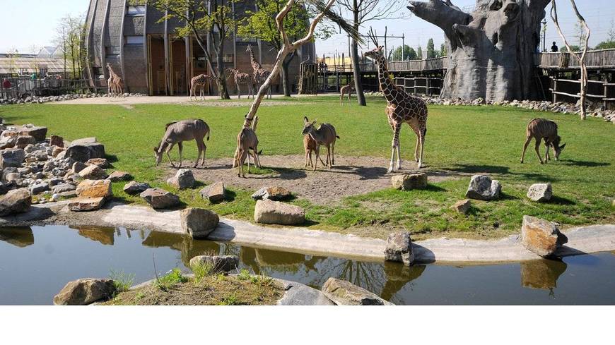 Lugar Blijdorp Rotterdam Zoo