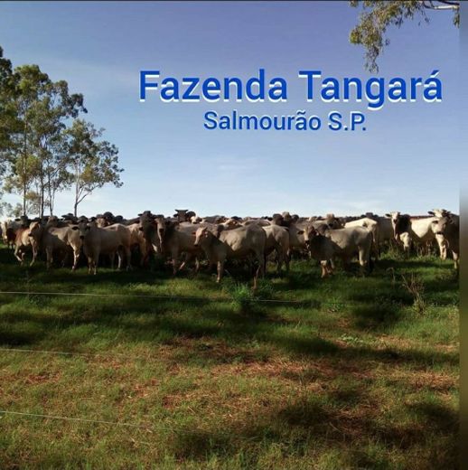 Fazenda Tangará 