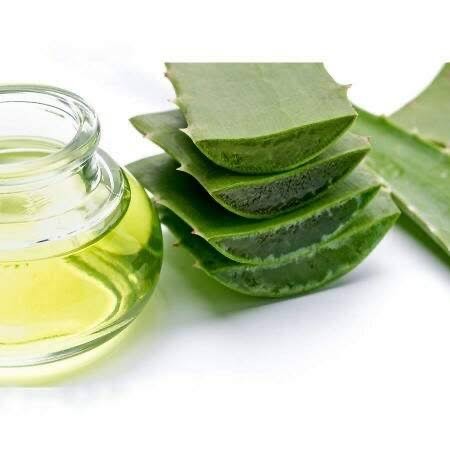 Place Aloe Vera: O Poder da Natureza em uma Planta