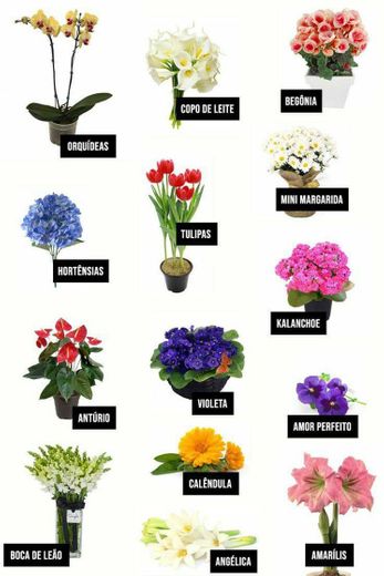 Tipos de flores