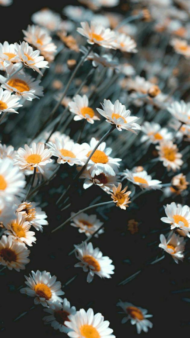 Moda Florzinhas brancas. 