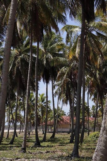 Porto de Galinhas