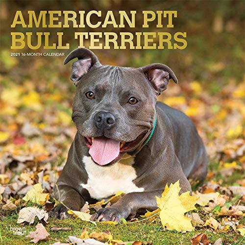 Libro American Pit Bull Terriers 2021 - 18-Monatskalender mit freier DogDays-App