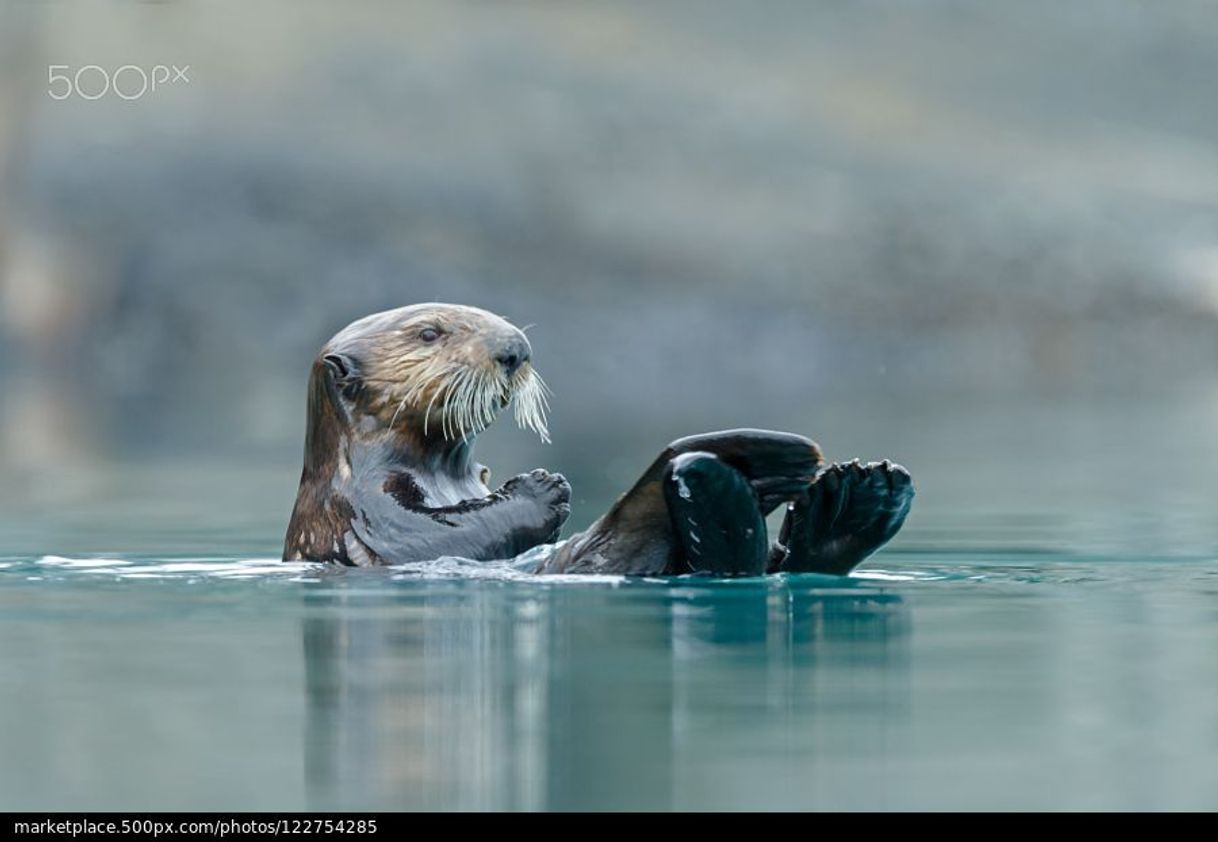 Movie MUSTÉLIDOS SEA WOLVES