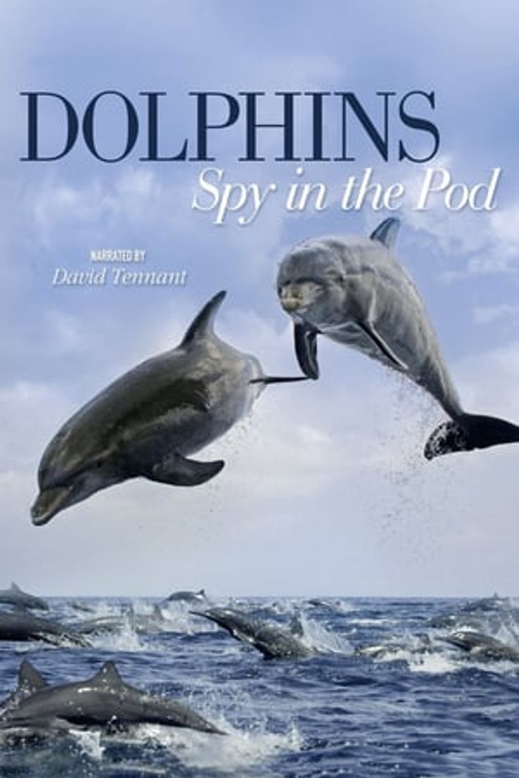 Serie Dolphins: Spy in the Pod