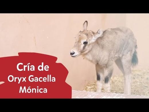Nacimiento de la pequeña Oryx Gazella Mónica - YouTube