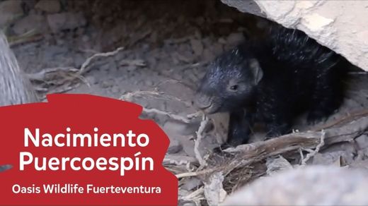 ¡Ha nacido un Puercoespín! | Oasis Wildlife Fuerteventura - YouTube