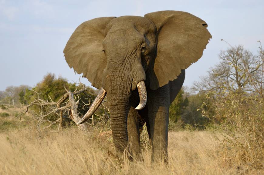 Place Parque nacional Kruger
