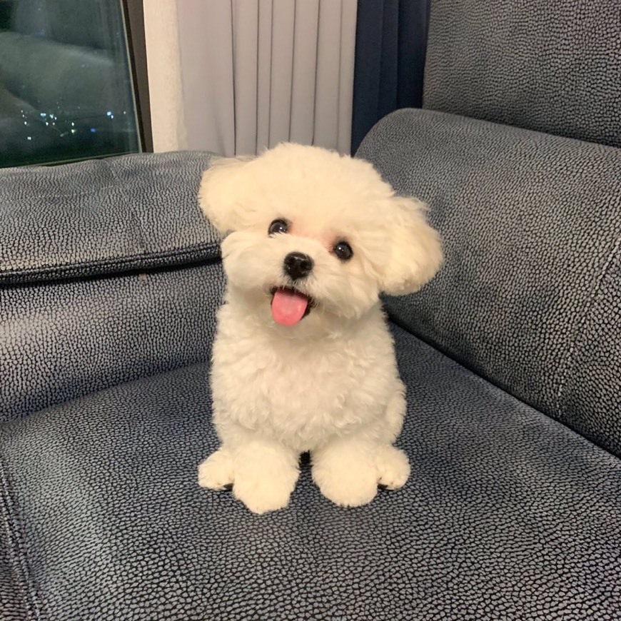 cachorro - Wiktionary