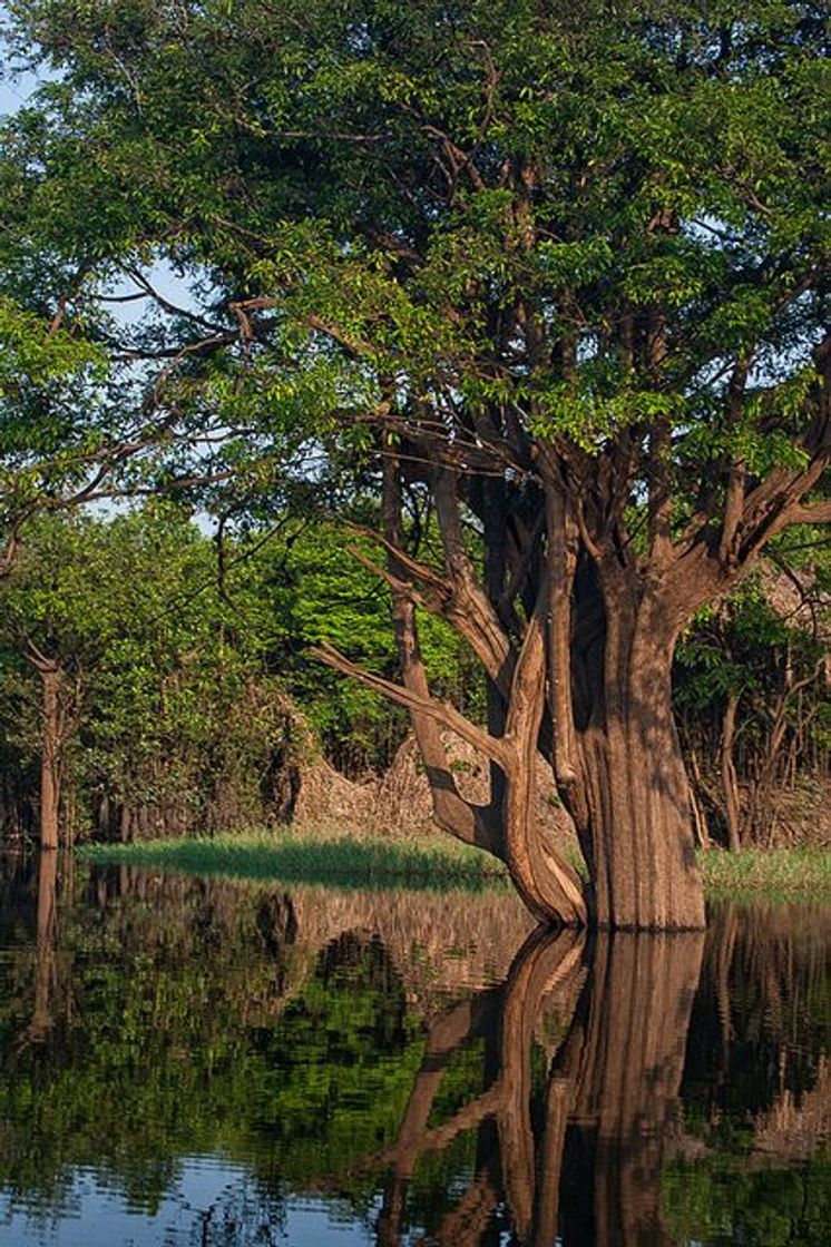 Lugar Amazonia