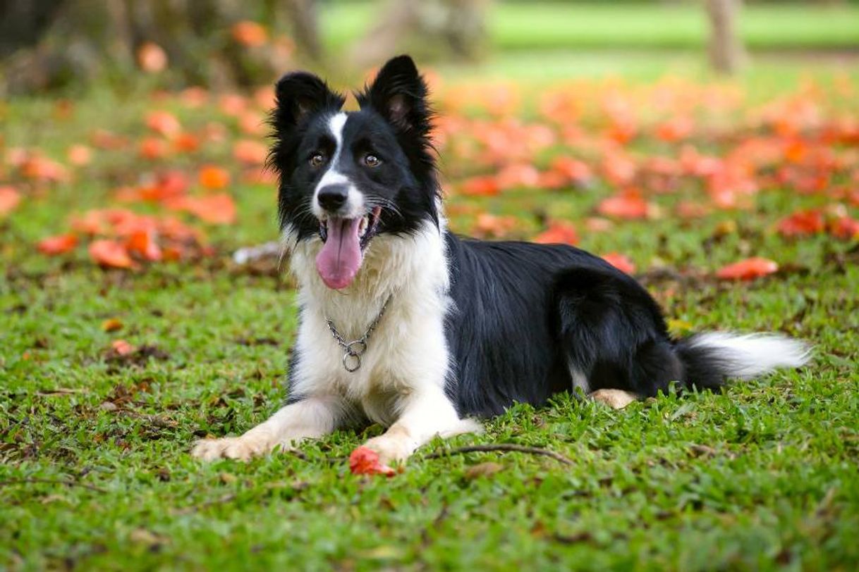 Moda Border Collie