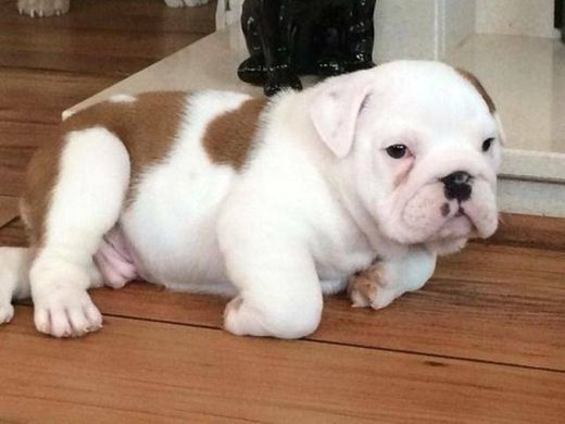 Moda Mini English Bulldog❤