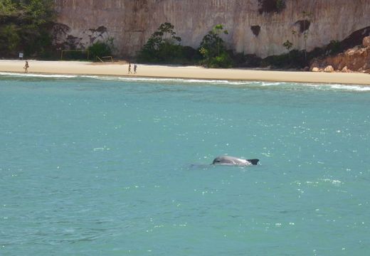 Baía dos Golfinhos