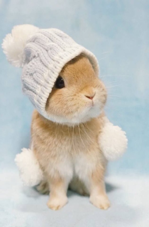 Cutie 