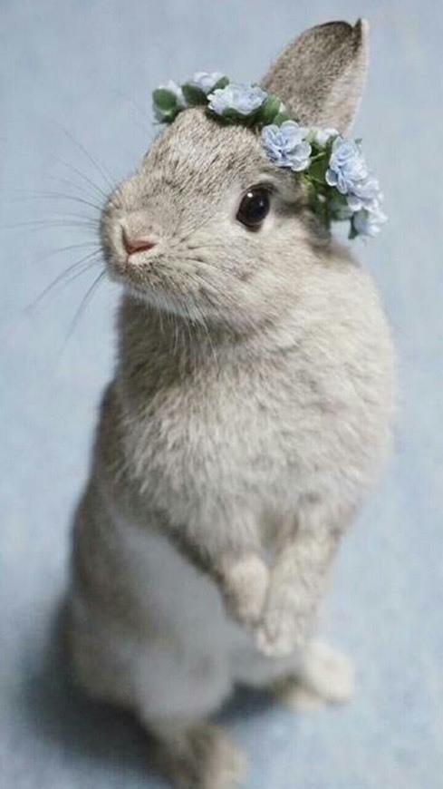 Cutie 