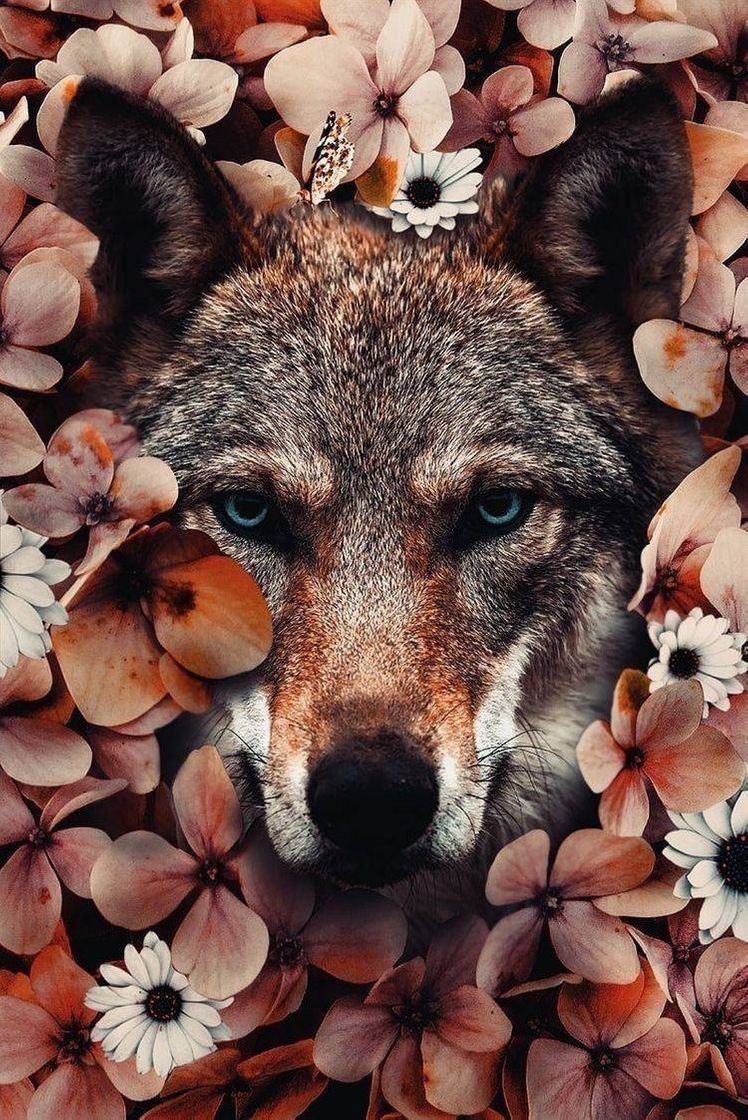 Social 🐺
