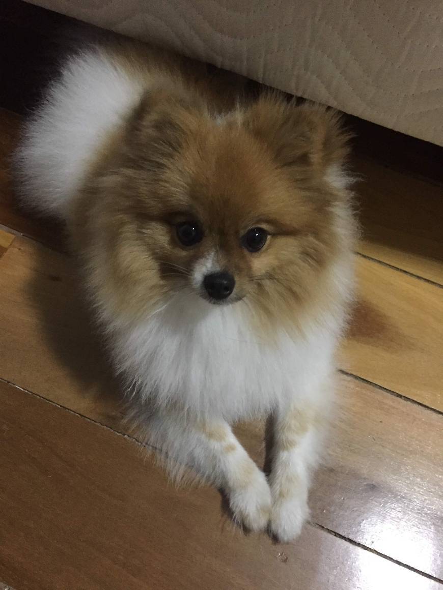 Minha filha de 4 patas... 