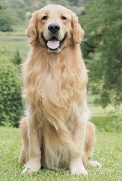 Social Golden retriever 
