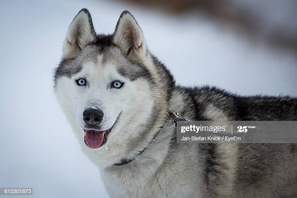 Social Husky siberiano 