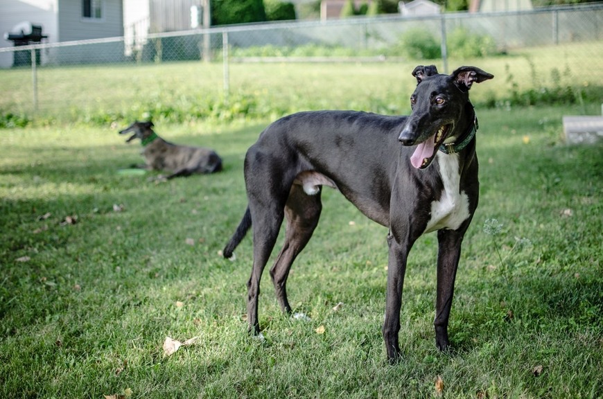 Social Galgo inglés 