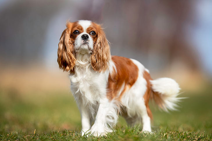 Fashion Cavalier King Charles 