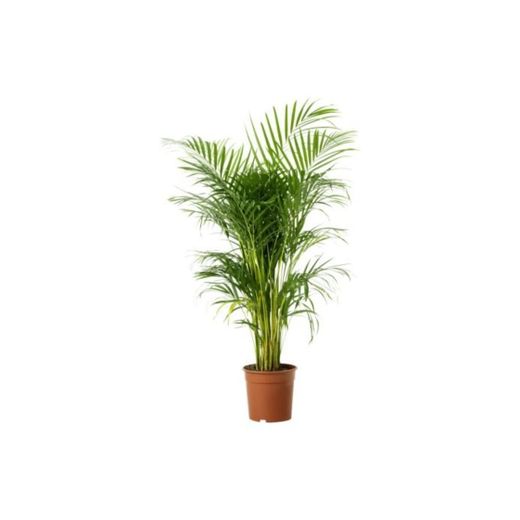 IKEA Chrysalidocarpus LUTESCENS - Planta en maceta